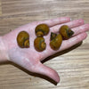 Pisces Aquatics Snails Gold Mystery Snail ~ Large