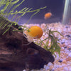 Pisces Aquatics Snails Gold Mystery Snail ~ Small