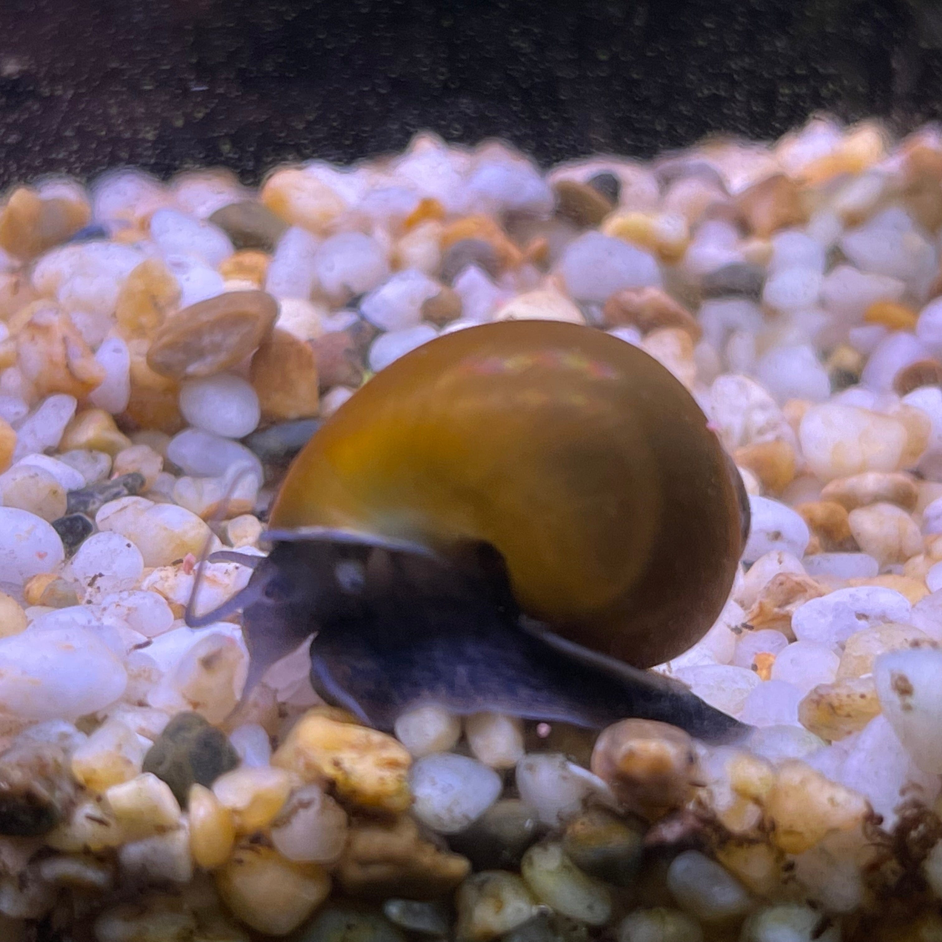 Pisces Aquatics Snails Green Mystery Snail