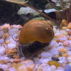 Pisces Aquatics Snails Green Mystery Snail