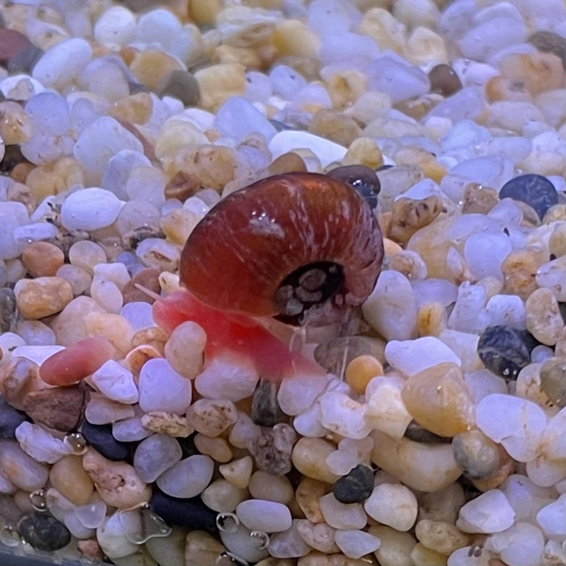 Red Ramshorn Snail – Scapeshop.com.au