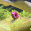 Load image into Gallery viewer, Pisces Aquatics Snails Red Ramshorn Snail