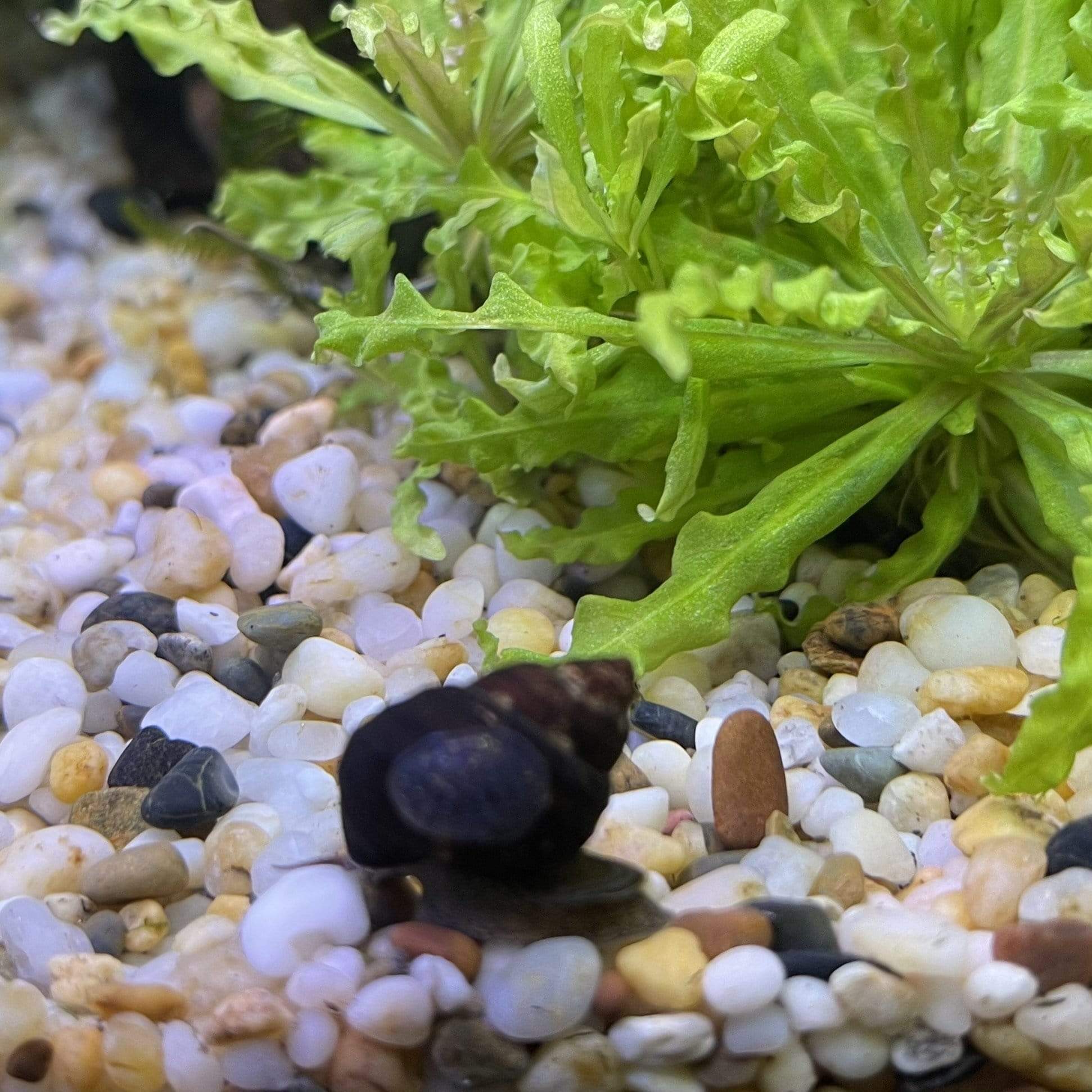 Pisces Aquatics Snails Singapore Spiral Snail