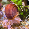 Pisces Aquatics Snails Tortoiseshell Mystery Snail