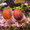 Pisces Aquatics Snails Tortoiseshell Mystery Snail