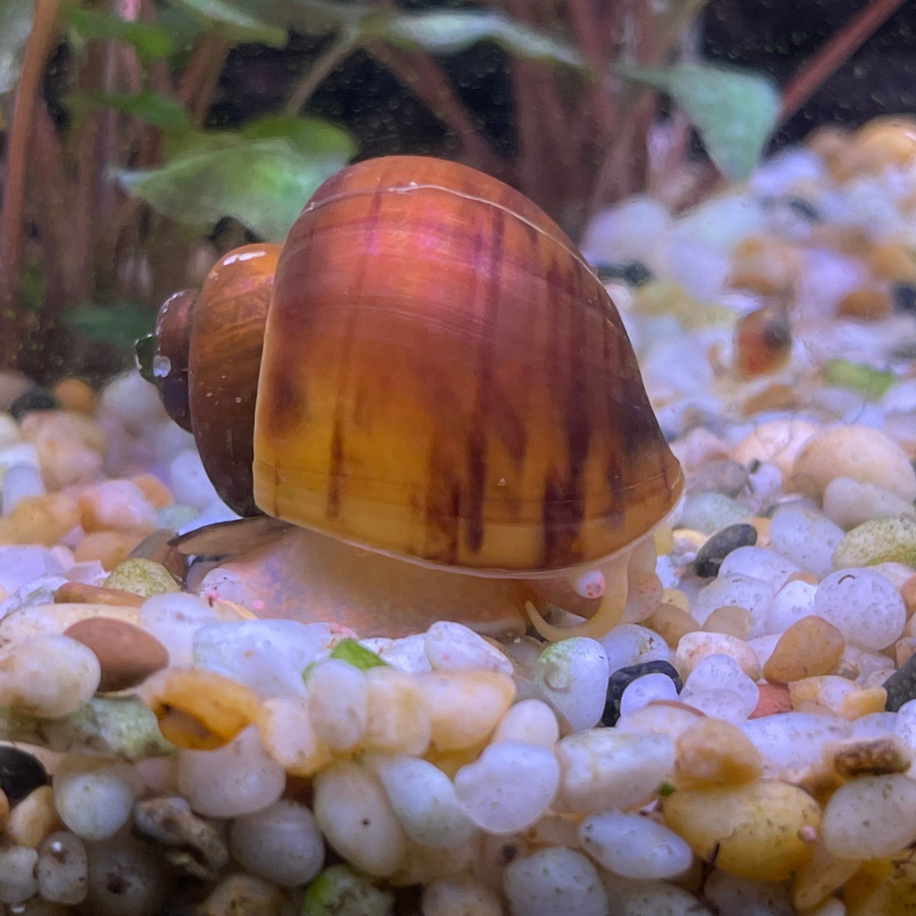 Pisces Aquatics Snails Tortoiseshell Mystery Snail