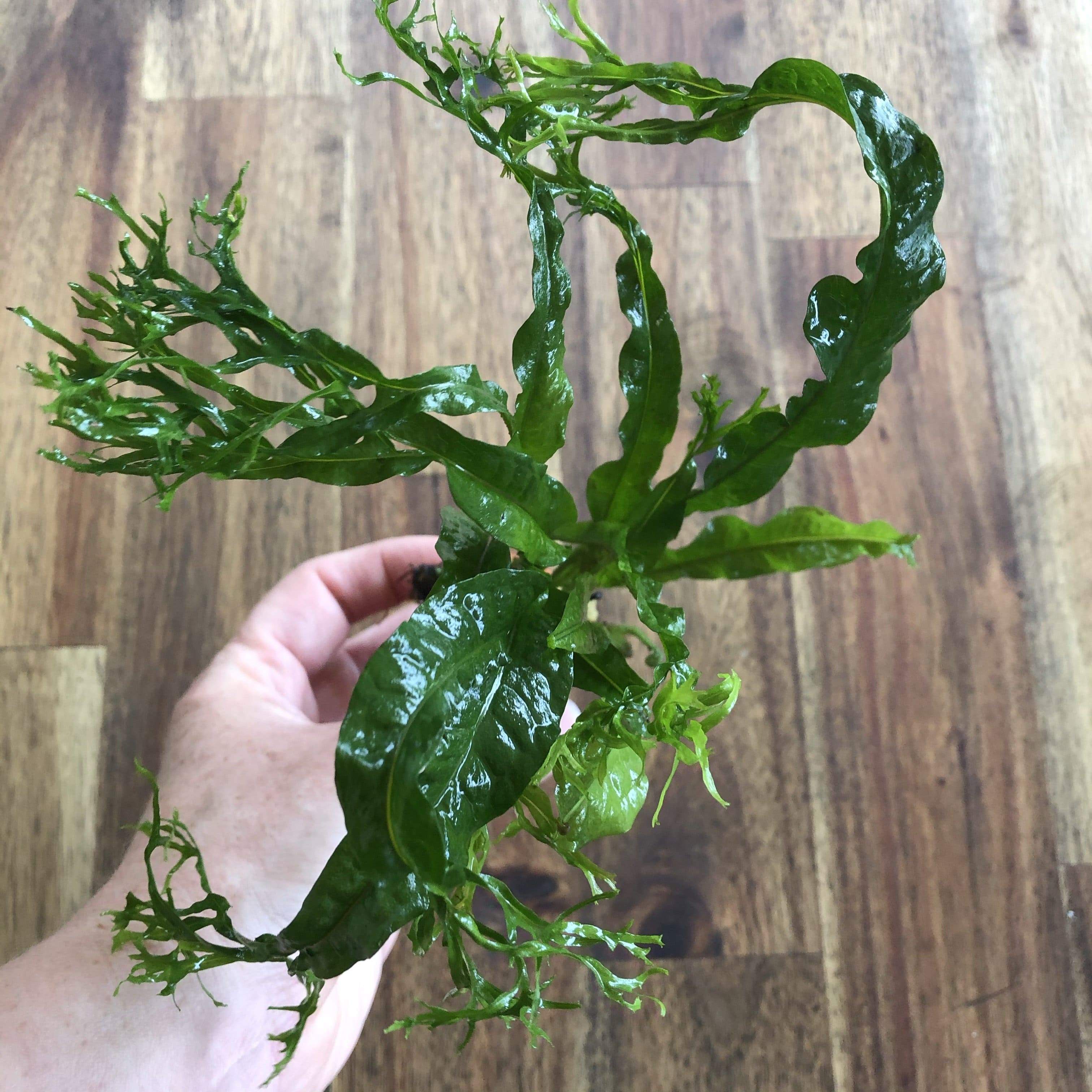 Crested Microsorum (Windelov Java Fern) 3cm Terracotta Pot – Scapeshop ...