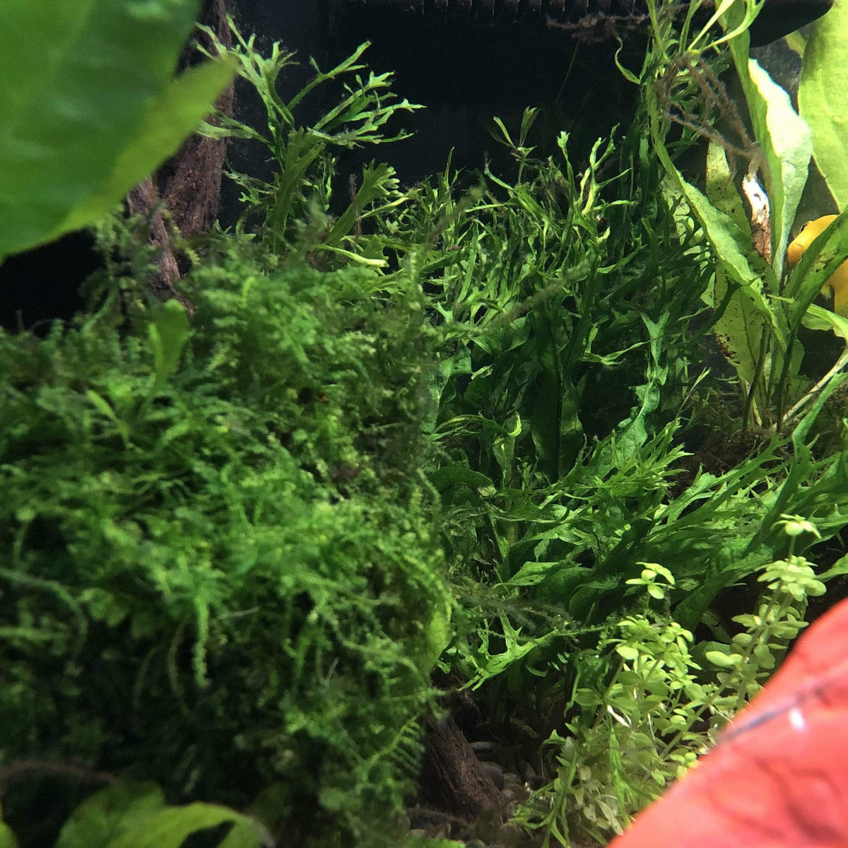 Crested Microsorum (Windelov Java Fern) 3cm Terracotta Pot – Scapeshop ...