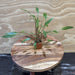 Pisces Enterprises 3cm Terracotta Pot Cryptocoryne Lutea 3cm Terracotta Pot