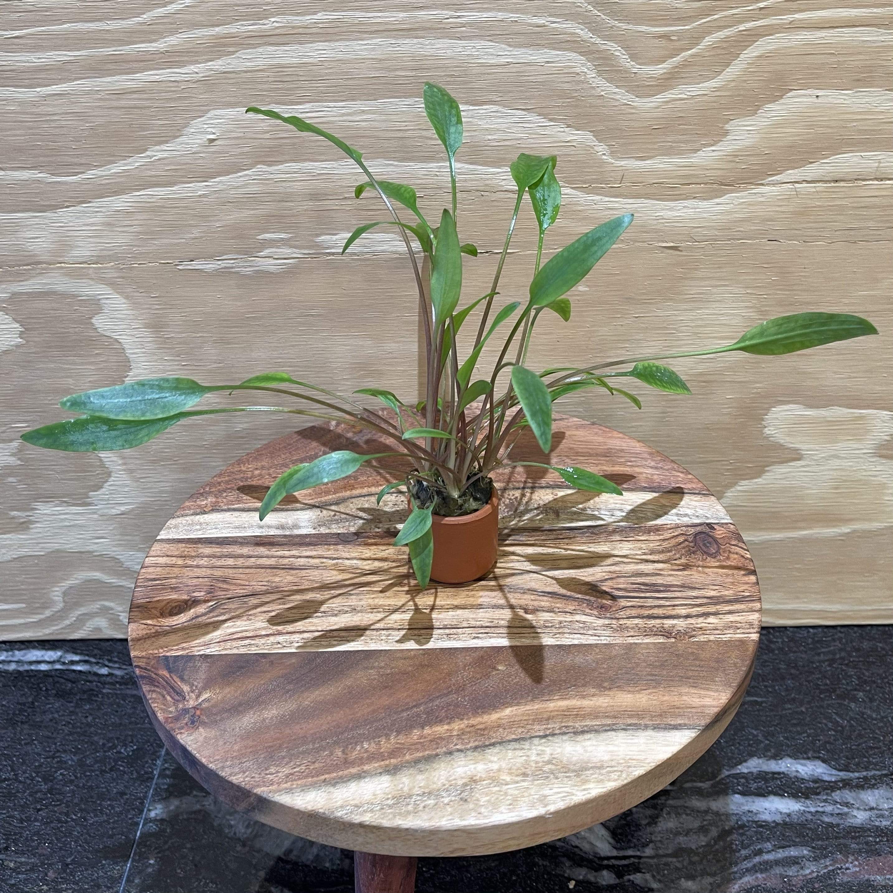 Pisces Enterprises 3cm Terracotta Pot Cryptocoryne Lutea 3cm Terracotta Pot