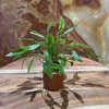 Pisces Enterprises 3cm Terracotta Pot Cryptocoryne Nevillii 3cm Terracotta Pot