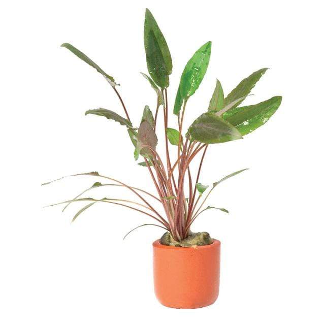 Pisces Enterprises 3cm Terracotta Pot Cryptocoryne Petchii 3cm Terracotta Pot