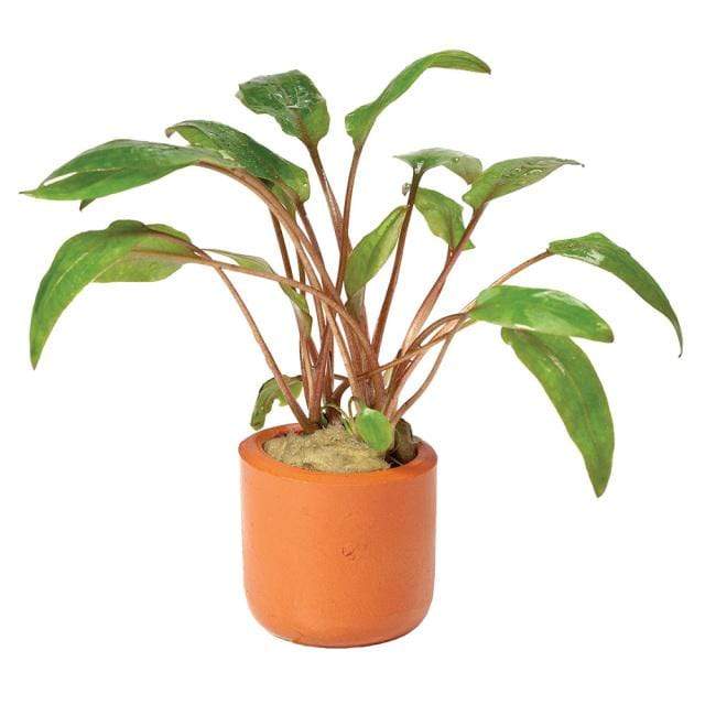 Pisces Enterprises 3cm Terracotta Pot Cryptocoryne Undulatus Red 3cm Terracotta Pot