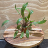 Pisces Enterprises 3cm Terracotta Pot Cryptocoryne Undulatus Red 3cm Terracotta Pot