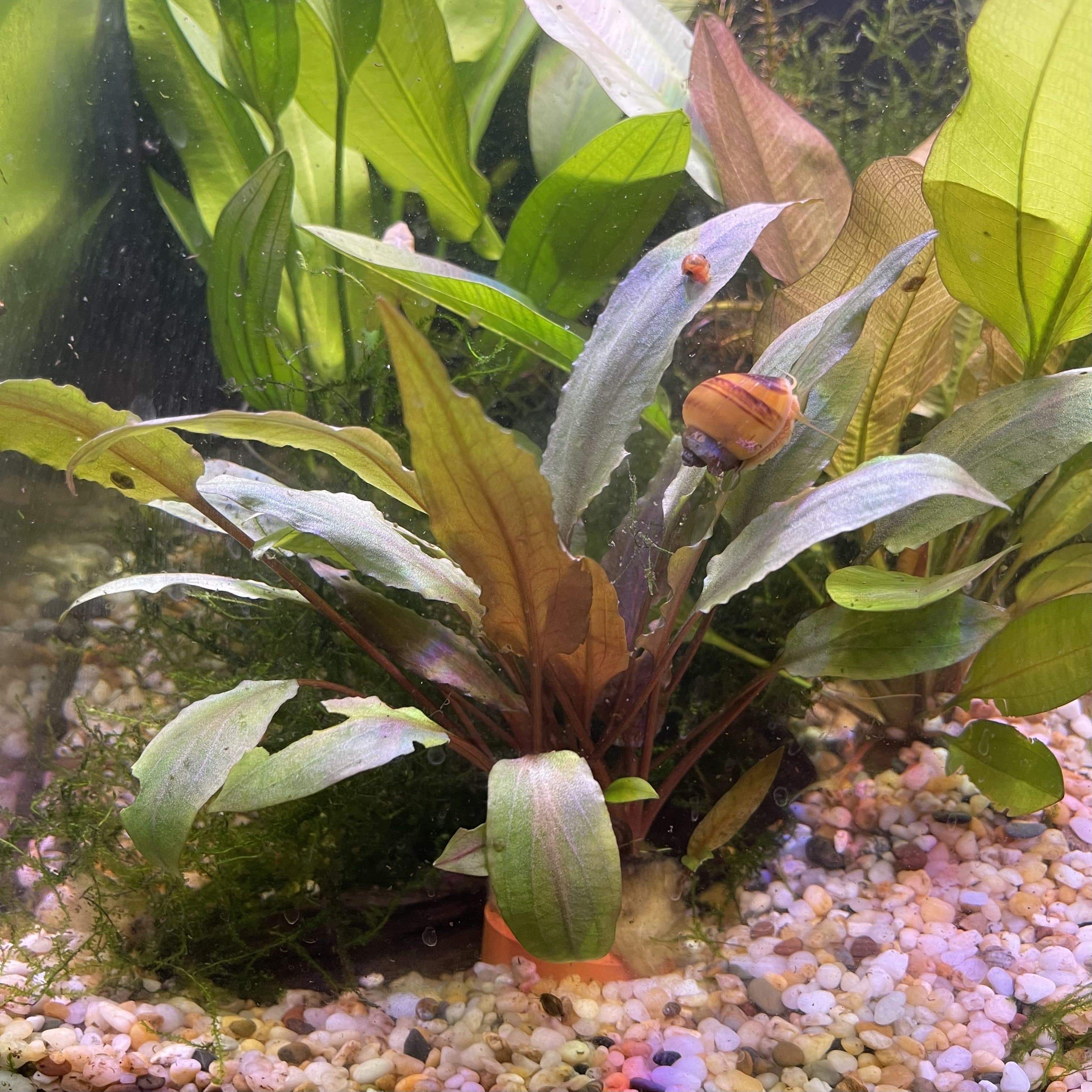 Cryptocoryne Undulatus