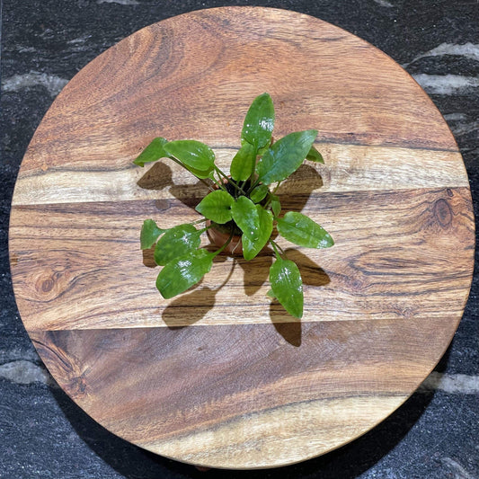 Pisces Enterprises 3cm Terracotta Pot Cryptocoryne Wendtii Broadleaf 3cm Terracotta Pot