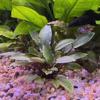 Pisces Enterprises 3cm Terracotta Pot Cryptocoryne Wendtii Brown 3cm Terracotta Pot
