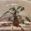 Load image into Gallery viewer, Pisces Enterprises 3cm Terracotta Pot Cryptocoryne Wendtii Tropica 3cm Terracotta Pot