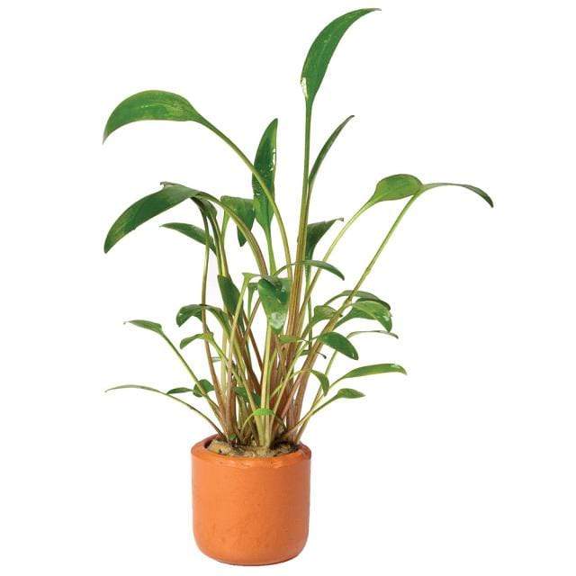 Pisces Enterprises 3cm Terracotta Pot Cryptocoryne Willisii 3cm Terracotta Pot