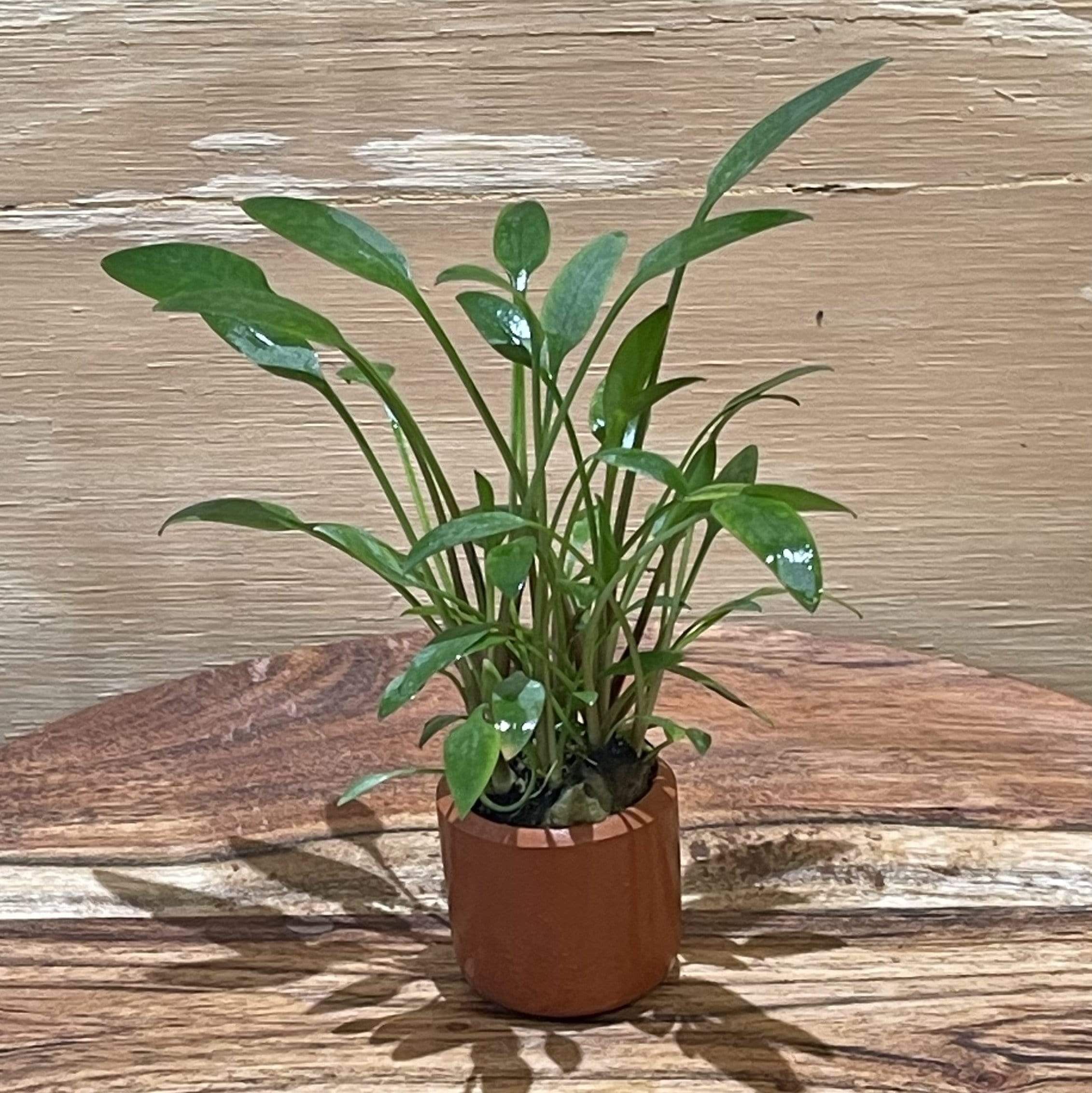 Pisces Enterprises 3cm Terracotta Pot Cryptocoryne Willisii 3cm Terracotta Pot