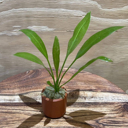 Pisces Enterprises 3cm Terracotta Pot Echinodorus Bleheri 3cm Terracotta Pot