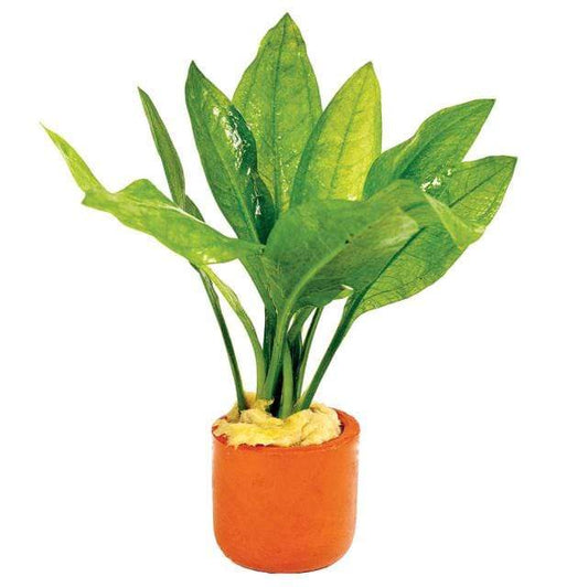 Pisces Enterprises 3cm Terracotta Pot Echinodorus Bleheri 3cm Terracotta Pot