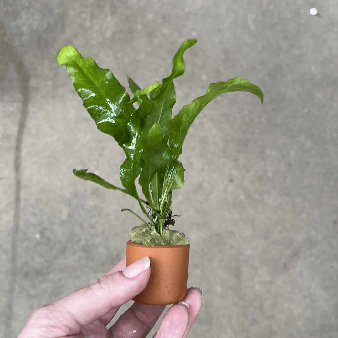 Pisces Enterprises 3cm Terracotta Pot 'Indo' Microsorum pteropus ('Indo' Java Fern) 3cm Terracotta Pot