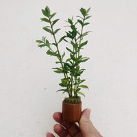 Pisces Enterprises 3cm Terracotta Pot Pisces Hygrophilia 3cm Terracotta Pot
