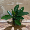 Pisces Enterprises 5cm Pot Anubias 'Angela' 5cm Pot Anubias Barteri 5cm Pot - Aquarium Plants Australia