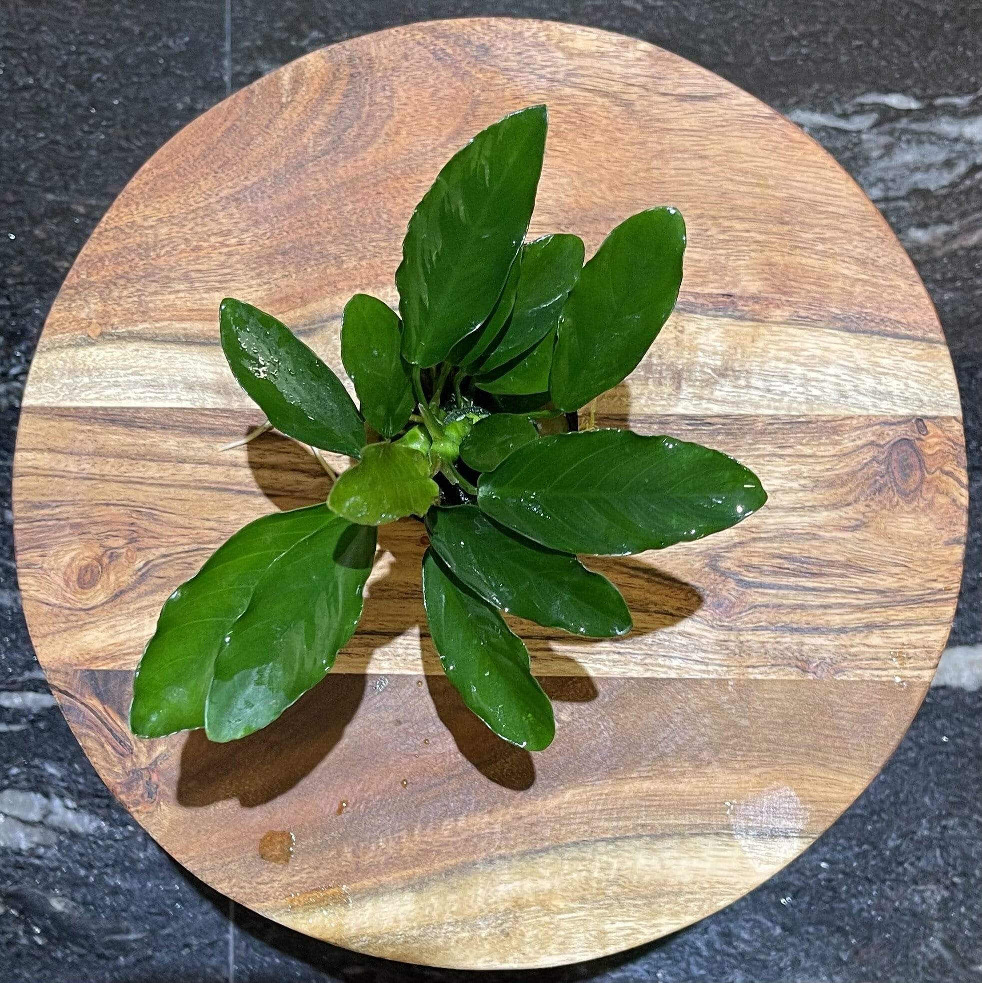 Pisces Enterprises 5cm Pot Anubias 'Angela' 5cm Pot Anubias Barteri 5cm Pot - Aquarium Plants Australia