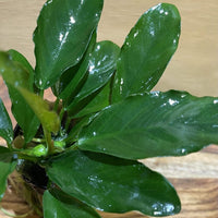 Pisces Enterprises 5cm Pot Anubias 'Angela' 5cm Pot Anubias Barteri 5cm Pot - Aquarium Plants Australia