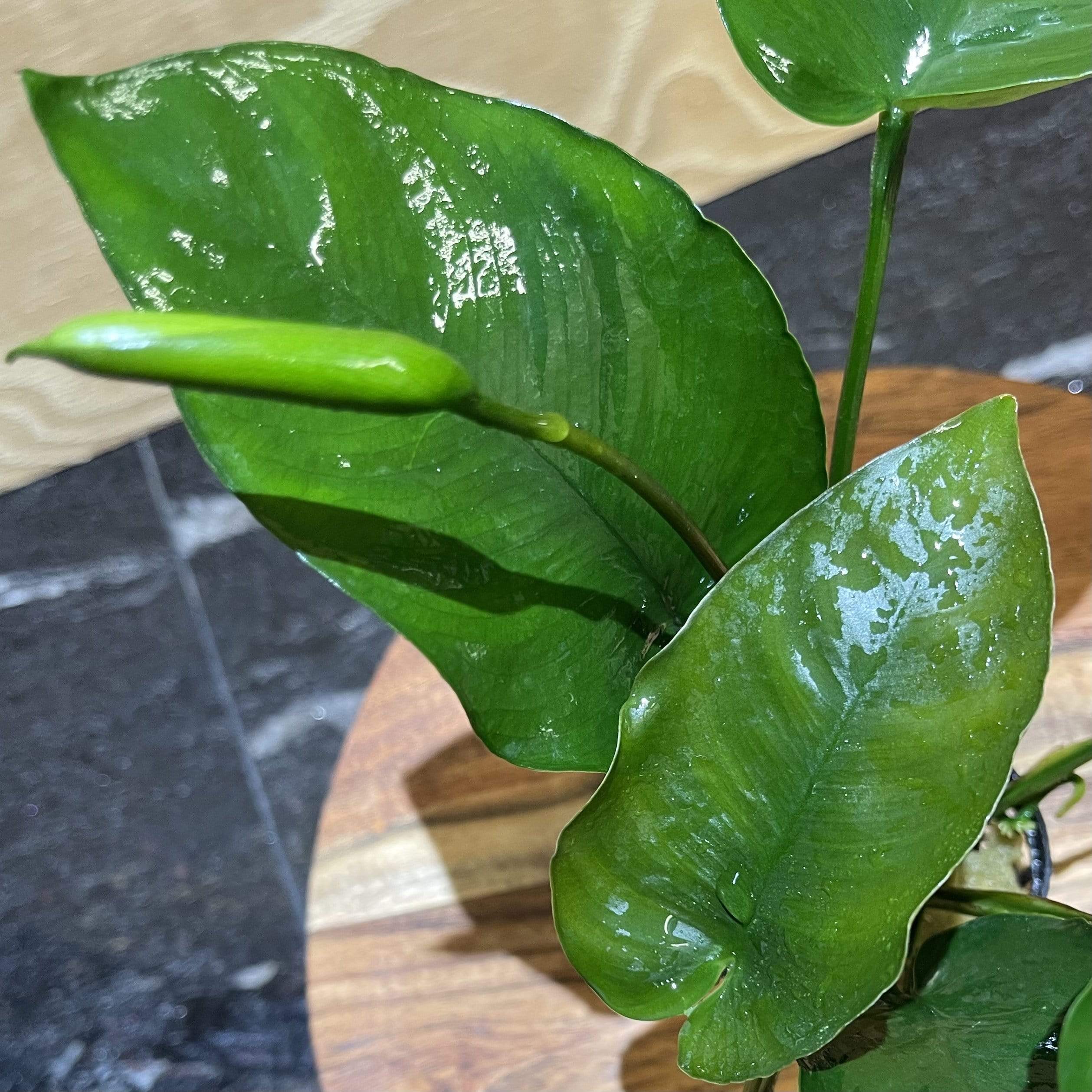 Pisces Enterprises 5cm Pot Anubias Barteri 5cm Pot Anubias Barteri 5cm Pot - Aquarium Plants Australia