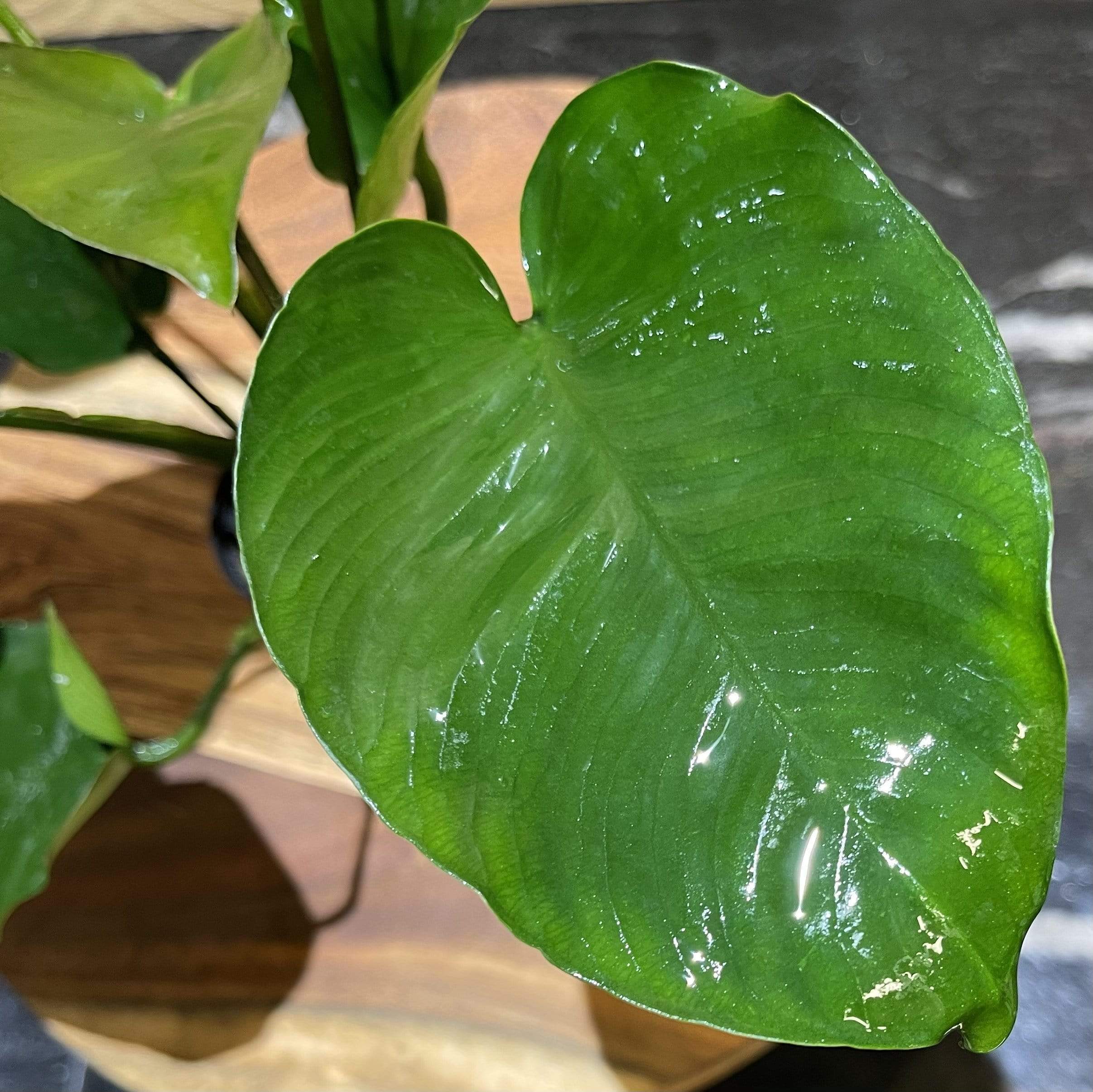 Pisces Enterprises 5cm Pot Anubias Barteri 5cm Pot Anubias Barteri 5cm Pot - Aquarium Plants Australia