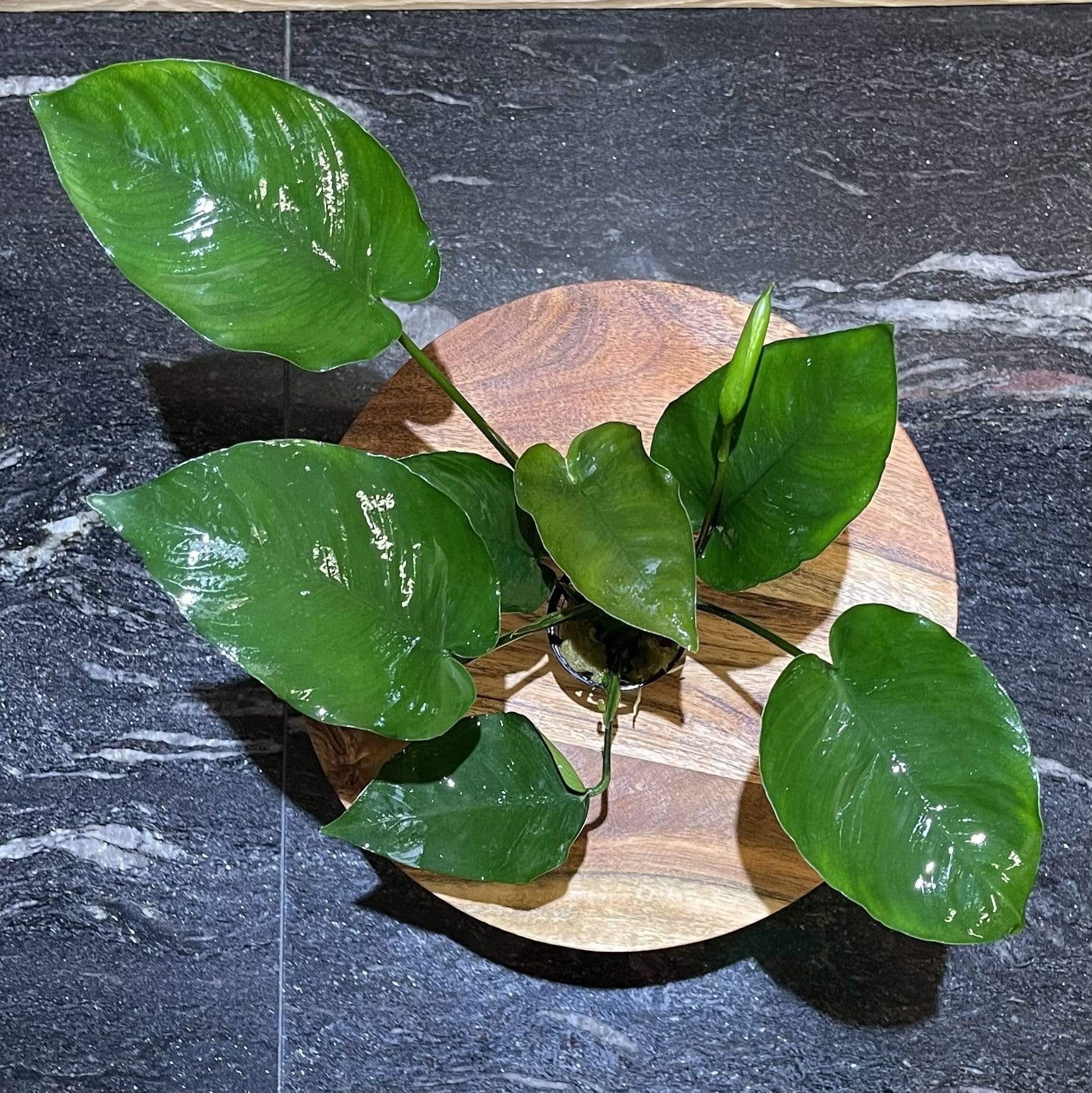 Pisces Enterprises 5cm Pot Anubias Barteri 5cm Pot Anubias Barteri 5cm Pot - Aquarium Plants Australia