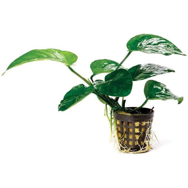 Pisces Enterprises 5cm Pot Anubias Barteri 5cm Pot Anubias Barteri 5cm Pot - Aquarium Plants Australia