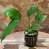 Pisces Enterprises 5cm Pot Anubias Curly Heart 5cm Pot Anubias Barteri 5cm Pot - Aquarium Plants Australia
