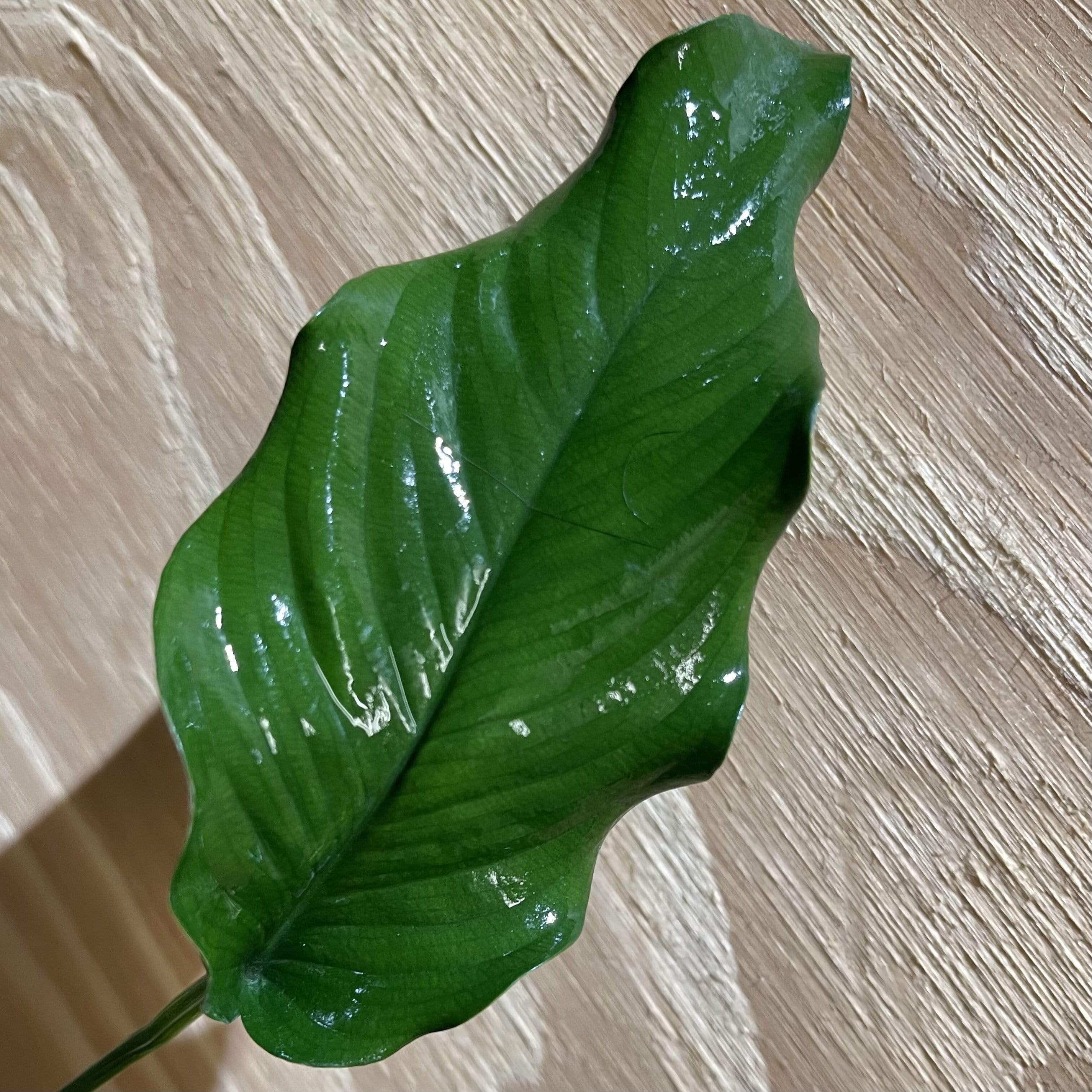 Pisces Enterprises 5cm Pot Anubias Emerald Heart 5cm Pot Anubias Barteri 5cm Pot - Aquarium Plants Australia