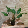 Load image into Gallery viewer, Pisces Enterprises 5cm Pot Anubias &#39;Isabelle&#39; 5cm Pot Anubias Barteri 5cm Pot - Aquarium Plants Australia