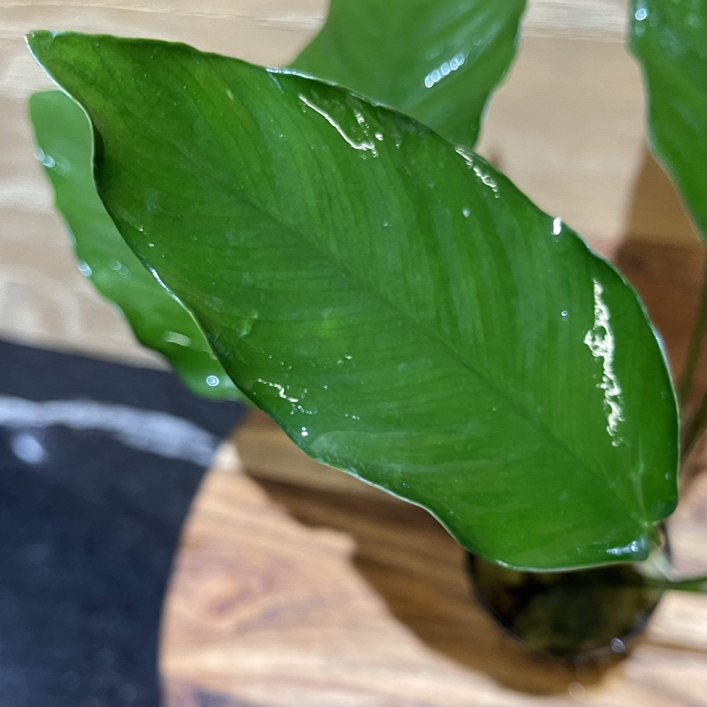 Pisces Enterprises 5cm Pot Anubias 'Isabelle' 5cm Pot Anubias Barteri 5cm Pot - Aquarium Plants Australia