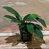 Pisces Enterprises 5cm Pot Anubias 'Lucy' 5cm Pot Anubias Barteri 5cm Pot - Aquarium Plants Australia