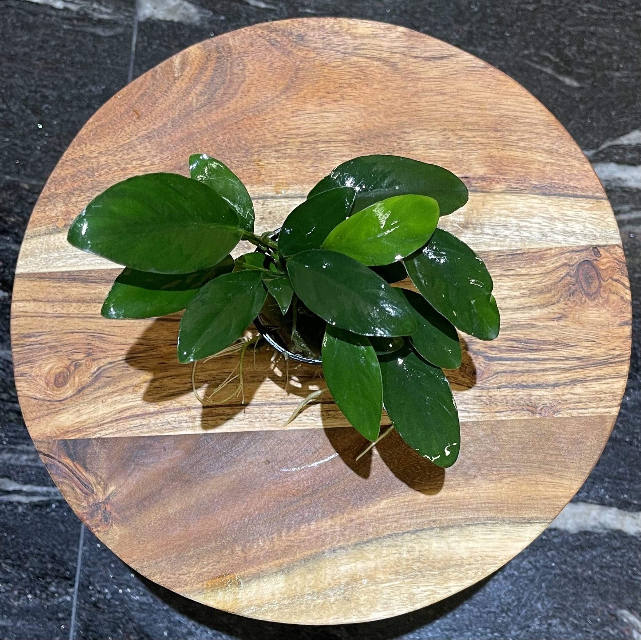 Pisces Enterprises 5cm Pot Anubias 'Lucy' 5cm Pot Anubias Barteri 5cm Pot - Aquarium Plants Australia