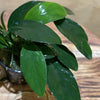 Pisces Enterprises 5cm Pot Anubias 'Lucy' 5cm Pot Anubias Barteri 5cm Pot - Aquarium Plants Australia
