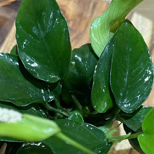 Pisces Enterprises 5cm Pot Anubias Nana 5cm Pot Anubias Nana 5cm Pot - Aquarium Plants Australia