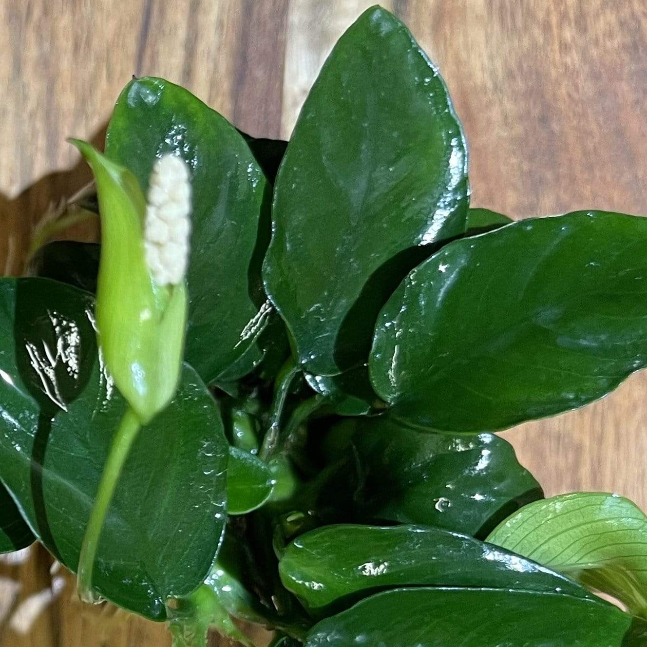 Pisces Enterprises 5cm Pot Anubias Nana 5cm Pot Anubias Nana 5cm Pot - Aquarium Plants Australia