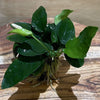 Pisces Enterprises 5cm Pot Anubias Nana 5cm Pot Anubias Nana 5cm Pot - Aquarium Plants Australia