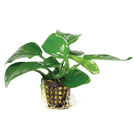 Pisces Enterprises 5cm Pot Anubias Nana 5cm Pot Anubias Nana 5cm Pot - Aquarium Plants Australia