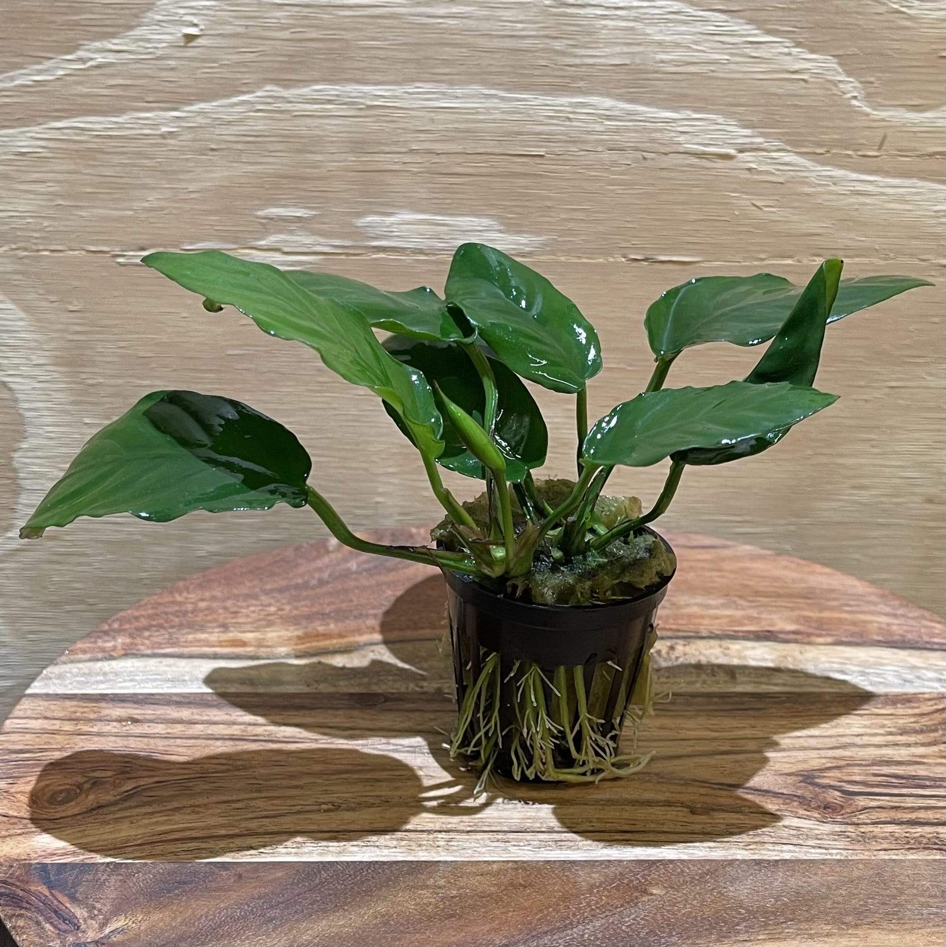 Pisces Enterprises 5cm Pot Anubias Paco 5cm Pot Anubias Paco 5cm Pot - Aquarium Plants Australia