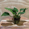 Load image into Gallery viewer, Pisces Enterprises 5cm Pot Anubias Paco 5cm Pot Anubias Paco 5cm Pot - Aquarium Plants Australia