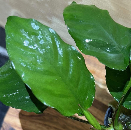 Pisces Enterprises 5cm Pot Anubias Paco 5cm Pot Anubias Paco 5cm Pot - Aquarium Plants Australia