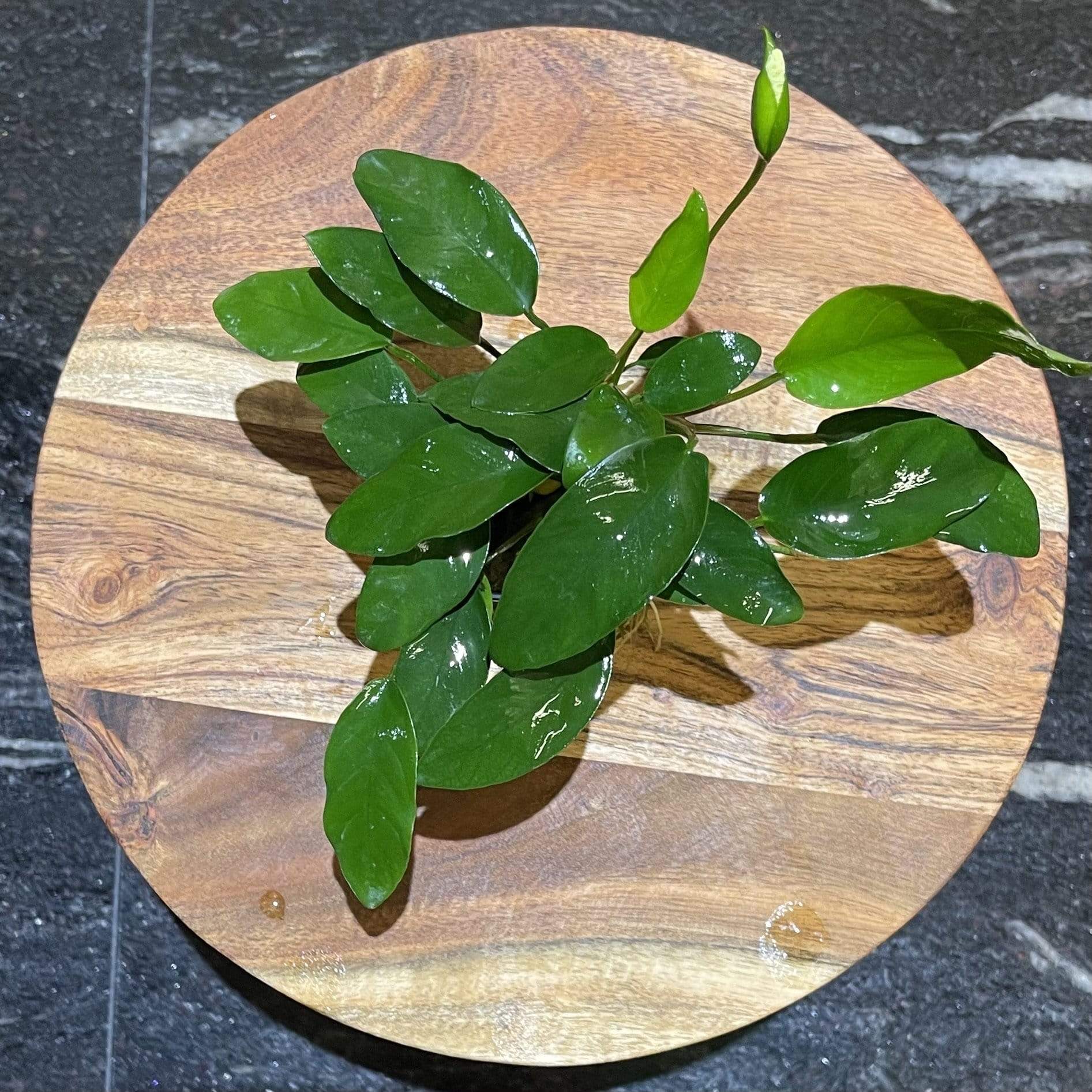 Pisces Enterprises 5cm Pot Anubias Petite Emerald Heart 5cm Pot Anubias Barteri 5cm Pot - Aquarium Plants Australia